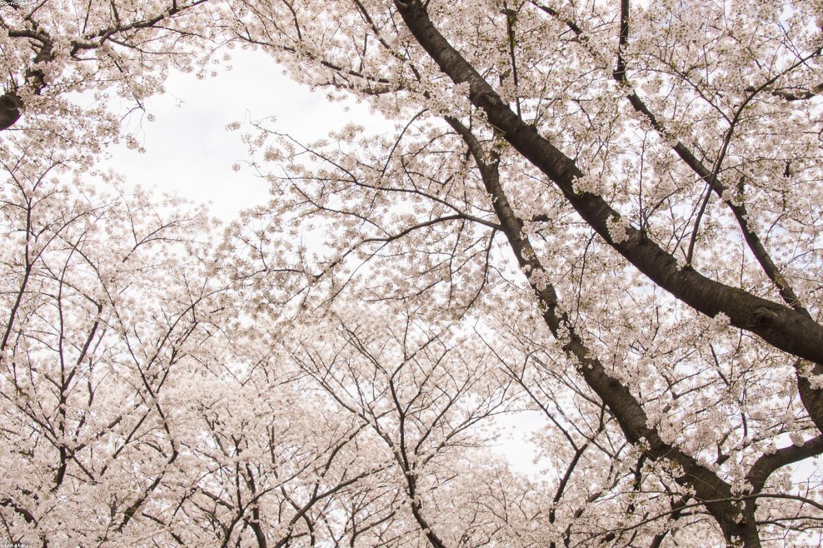 Tea Ceremony and Kimono Experience